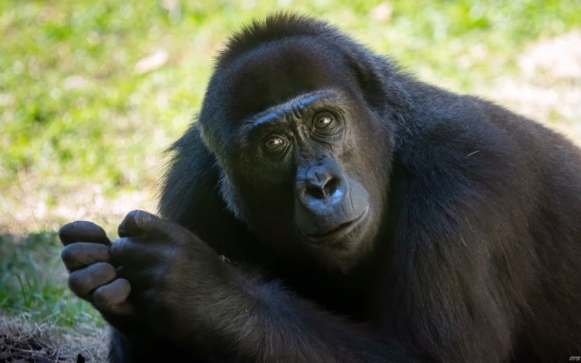New gorilla, Pele....