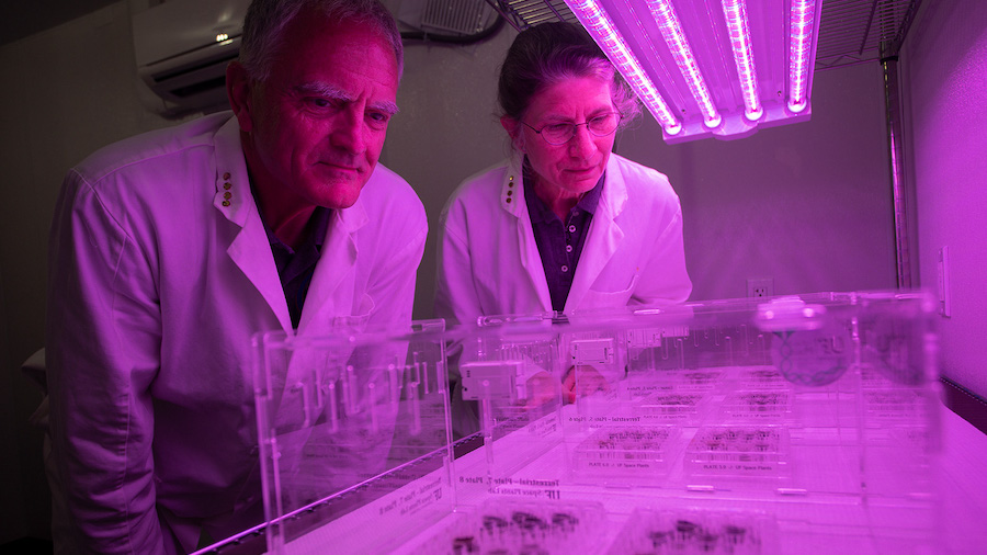 Plants have been grown in lunar soil for the 1st time ever. (From left) Ferl and Paul grew the seed...