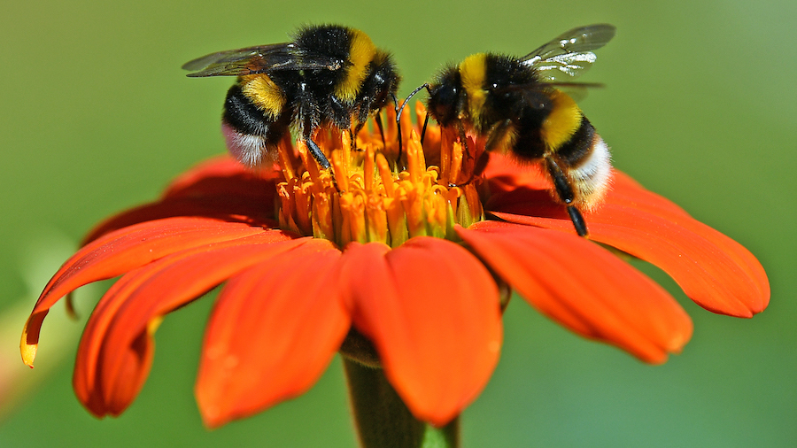 6 surprising things about bees on World Bee Day. (Martin Schutt/picture alliance/Getty Images)...