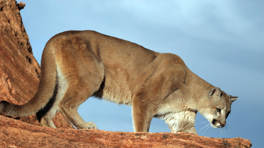 Several indicators give DWR biologists valuable information about Utah's cougar population and how ...