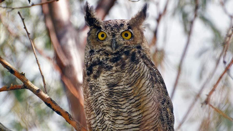 FILE: A great horned owl in Utah. (Morgan Jacobsen/Utah DWR)...