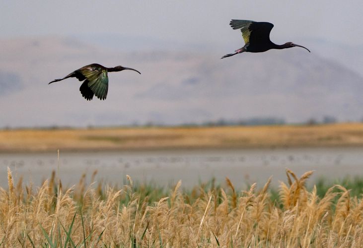 (Francisco Kjolseth | The Salt Lake Tribune) Glossy ibis fly over the Bear River Migratory Bird Ref...