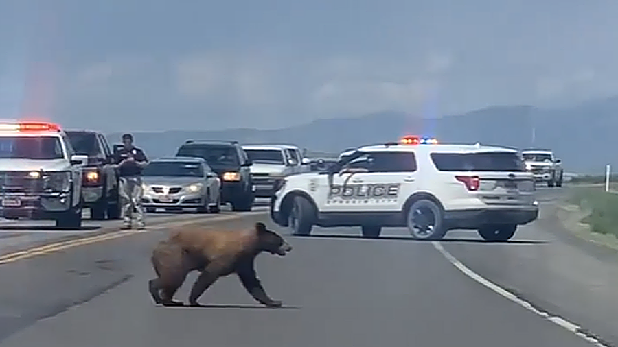 This bear had Highway 89 all to itself Tuesday afternoon near Ephraim. (Ephraim City Police)...