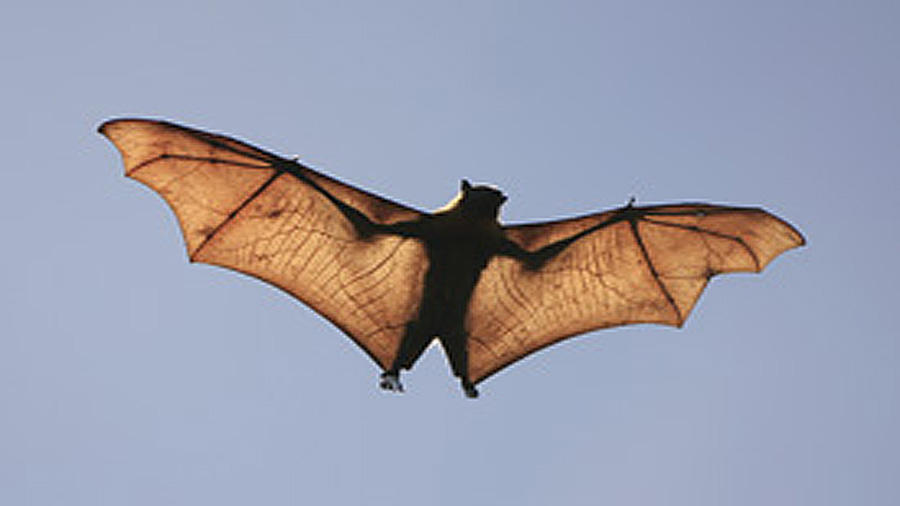 State confirms rabies found in three Utah bats