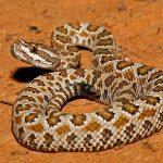 There are five kinds of rattlesnakes that populate Utah (DWR)