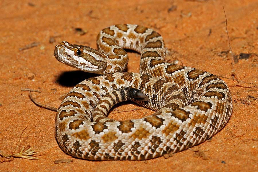 There are five kinds of rattlesnakes that populate Utah (DWR)...