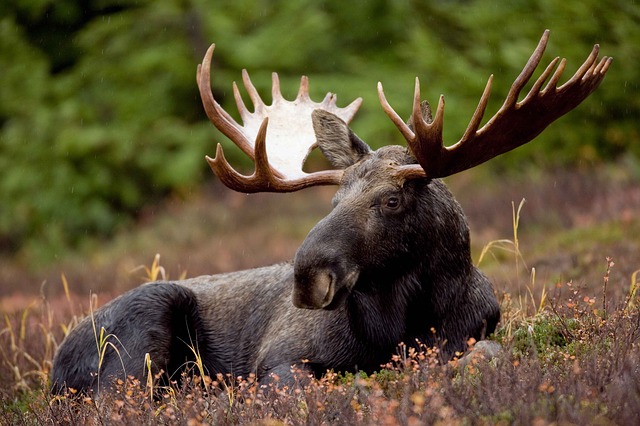 FILE: moose photo...