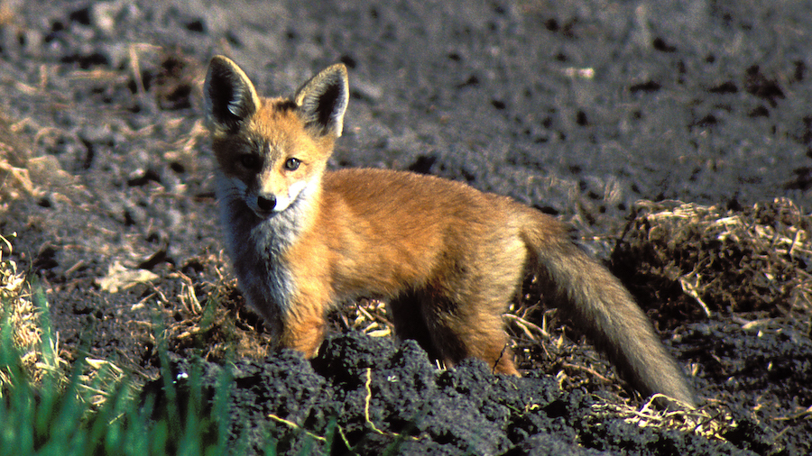 A file photo of a red fox on a hillside. (Utah DWR)...
