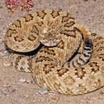If you see a rattlesnake, give it plenty of space.  And don't harass it. (DWR)