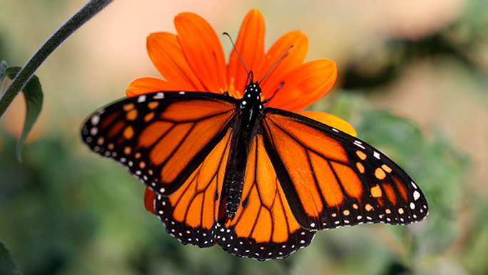 PALO ALTO, CALIFORNIA - NOVEMBER 03: A Monarch butterfly lands on a flower at the Rinconada Communi...