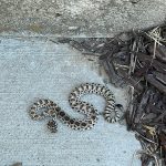 A rattlesnake outside of a home in Perry. (Credit: Kelli Morris)