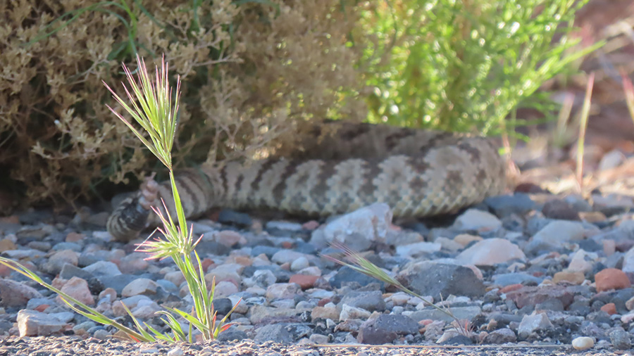 A rattlesnake hiding off a trail in Snow Canyon. (Credit: Suzi Holt)...