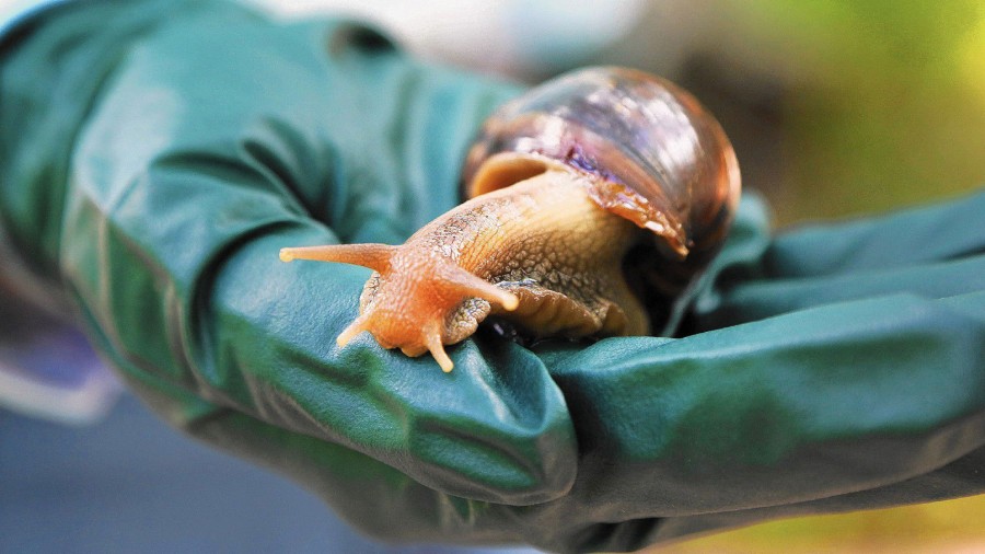 A Florida county is under quarantine due to the discovery of invasive giant African land snails. (C...