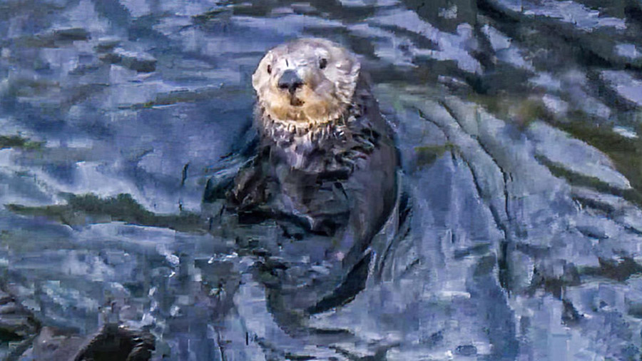 The federal government is considering reintroducing sea otters to the waters of Northern California...