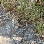 A snake traveling off the Shoreline Trail, Davis County. (Credit: B. Scott)