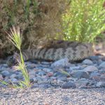 A rattlesnake hiding off a trail in Snow Canyon. (Credit: Suzi Holt)