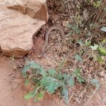 A rattlesnake near a trail at Zion National Park. (Credit: Linette Scheffeld)