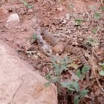 A rattlesnake enjoying it's meal at Zion National Park. (Credit: Linette Scheffeld)