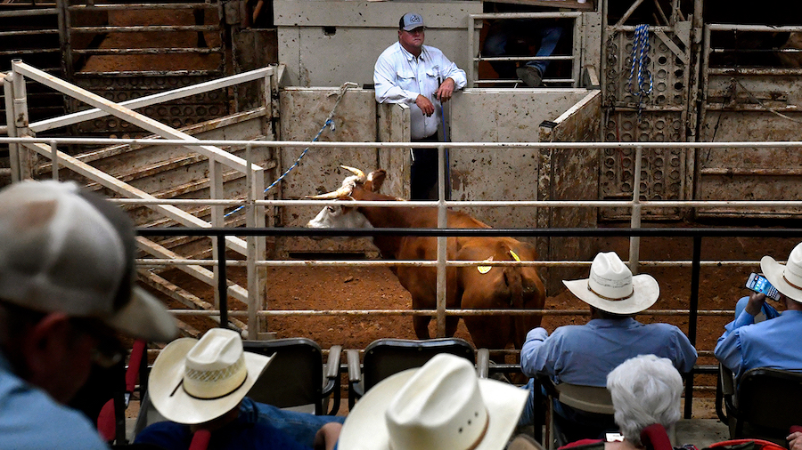 Buyers and sellers watch as cattle go through the sale barn arena at Abilene Livestock Auction on J...