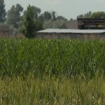 Utah corn field (KSL TV)