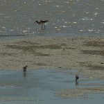 The Bear River Migratory Bird Refuge (KSL TV)