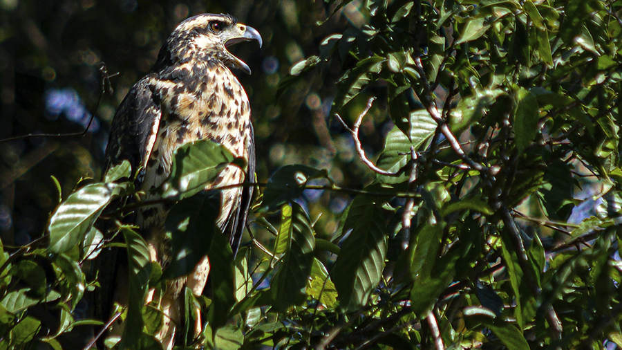 In this July 22, 2019 photo provided by Rodrigo Vargas, a black hawk sits on a tree in Cristalino I...