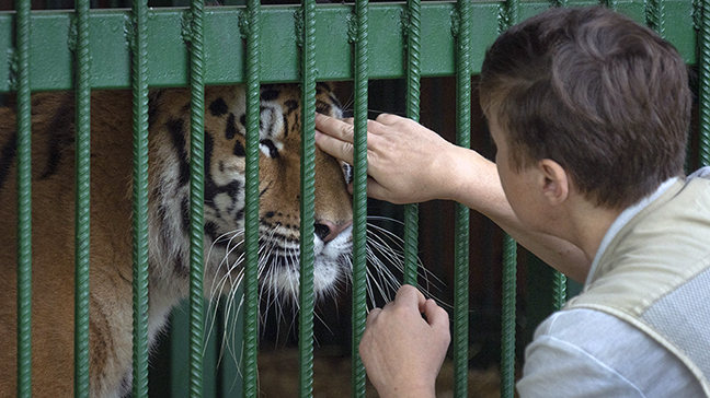 Natalia Popova, 50, pets a tiger at her animal shelter in Kyiv region, Ukraine, Thursday, Aug. 4, 2...