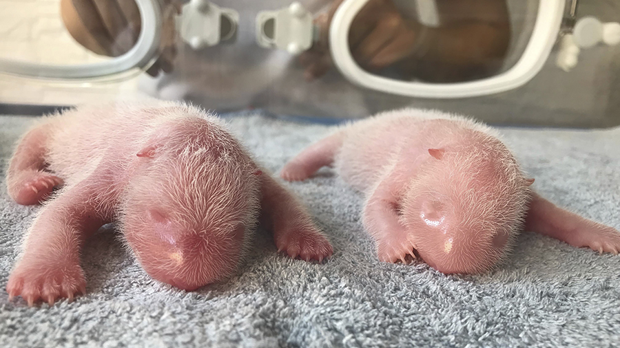 This photo released by Qinling Giant Panda Research Center, shows newly born twin Panda cubs, male ...