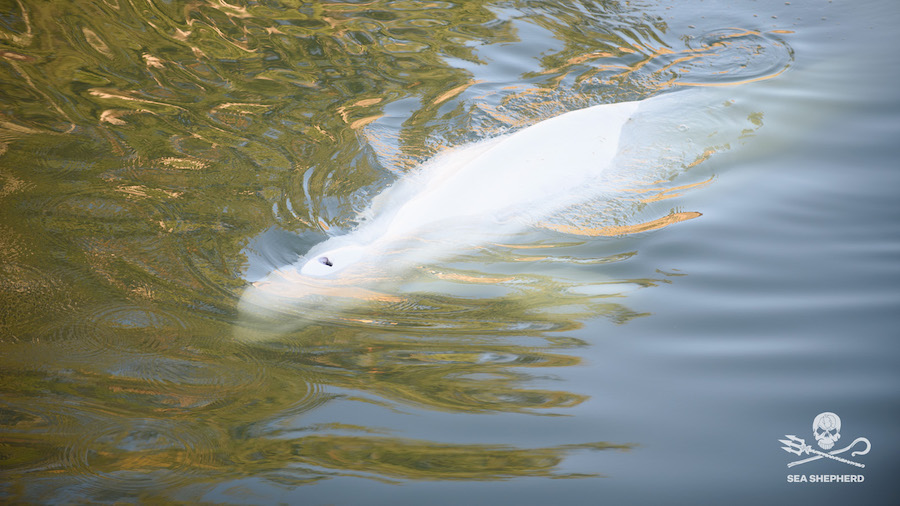In this image, taken Monday, Aug. 8, 2022 by environmental group Sea Shepherd, shows a Beluga whale...