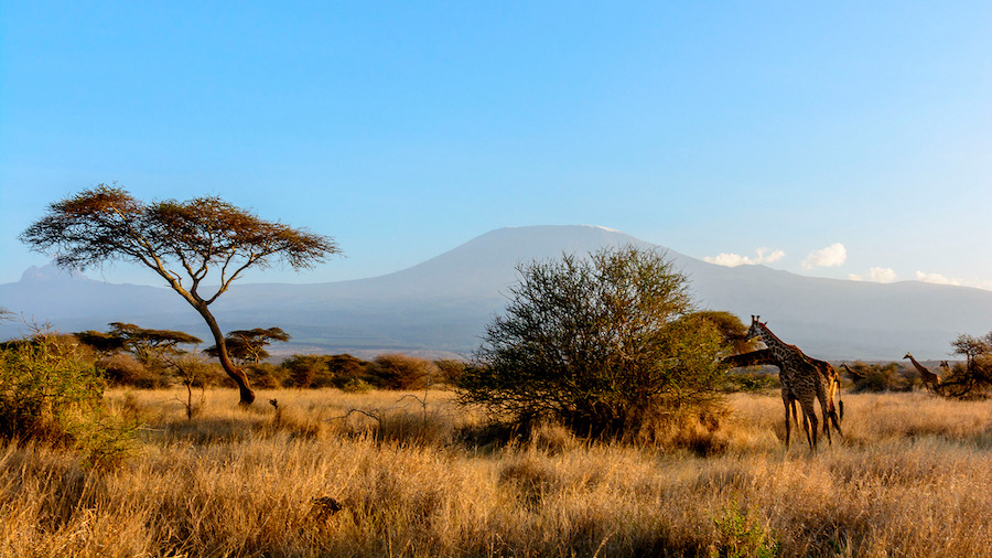 Climbers ascending Mount Kilimanjaro can now document their ascents in real-time on Instagram, foll...