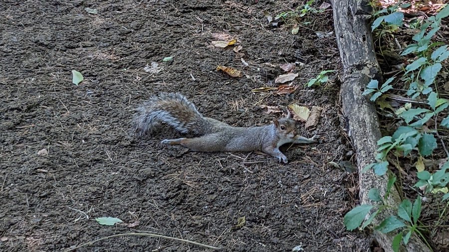 The squirrels 'splooting', meaning squirrel splayed on its belly, all over New York City are just f...