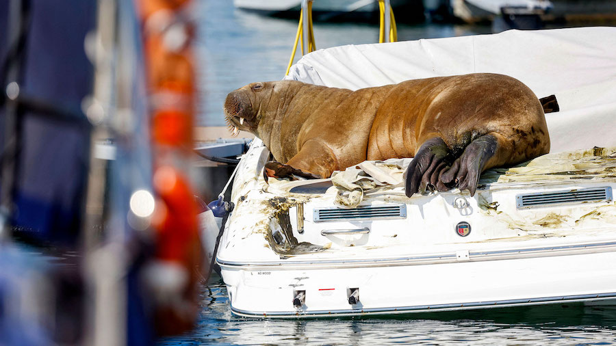 Freya rests on a boat in Frognerkilen, Oslo Fjord, Norway, in July 19. (Tor Erik Schrøder/NTB/AFP/...