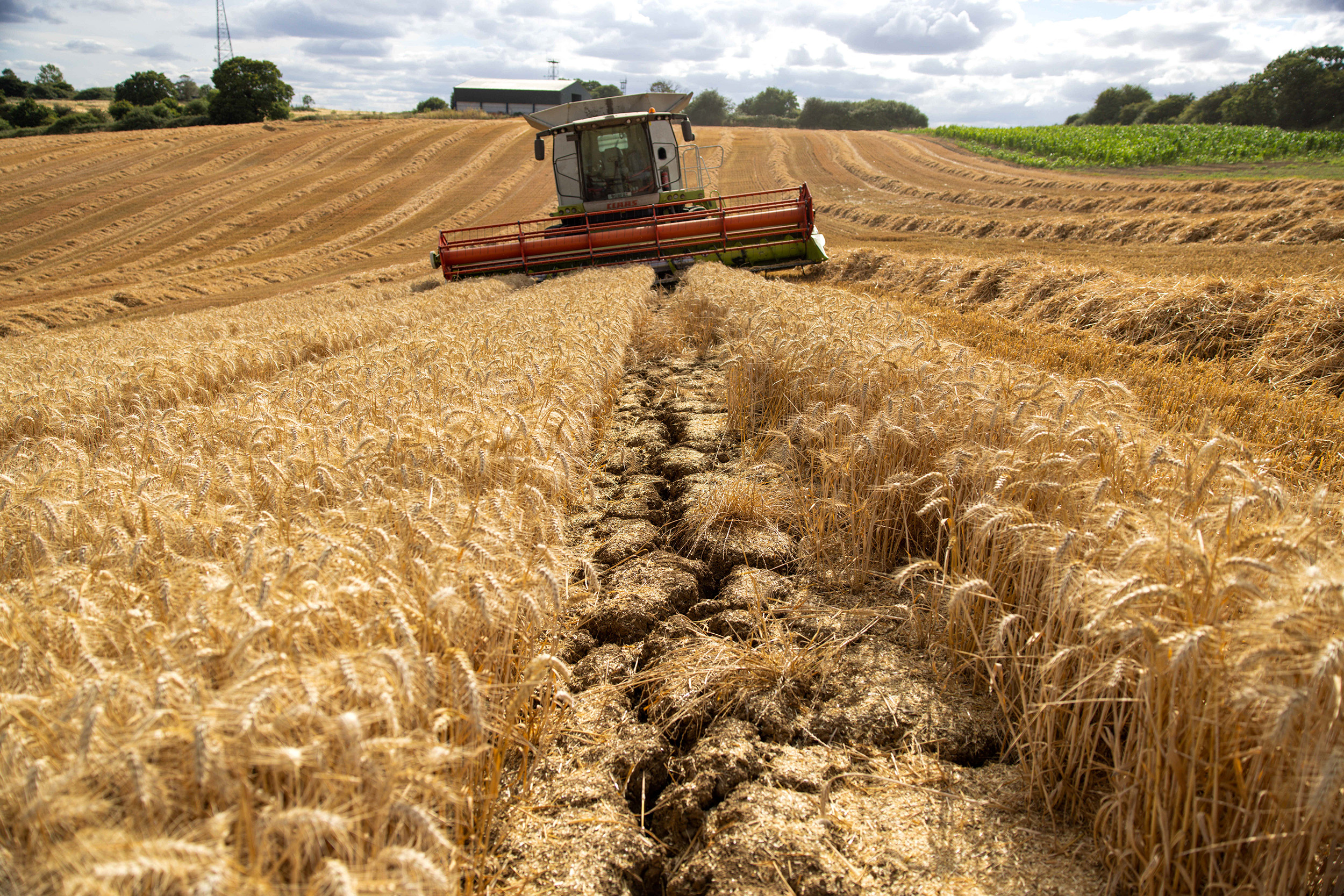 Cracks in the soil of a wheat field in Chelmsford, UK, on Wednesday, Aug. 3, 2022. Droughts, floodi...