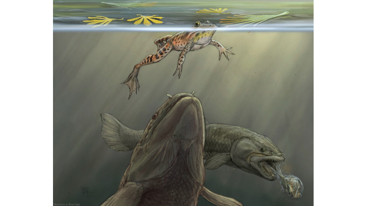 Depiction of a bowfin fish sneaking up on a frog while another bowfin regurgitates part of a recen...