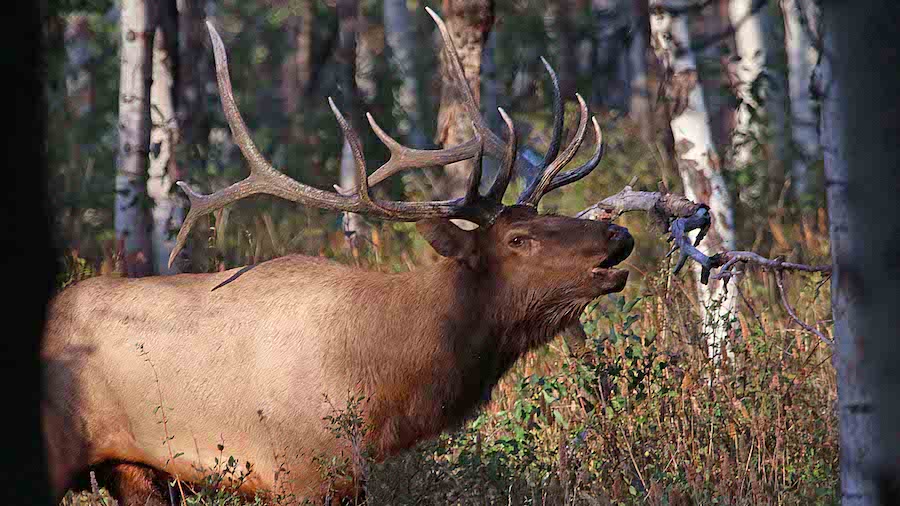 An elk is pictured bugling in this Sept. 13, 2017, photo. Utah agricultural leaders say chronic was...