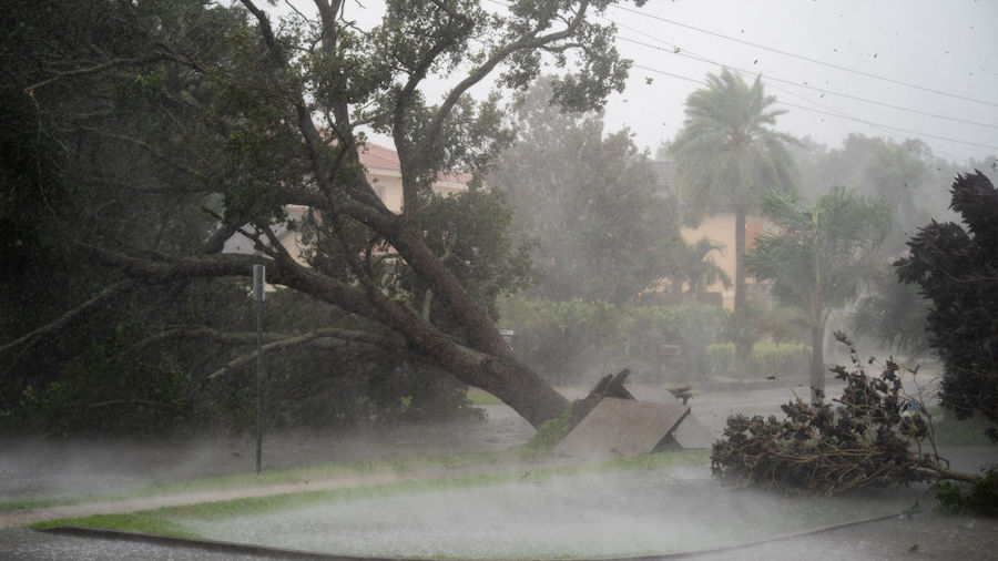 Wind gusts rake over a downed tree in Sarasota, Florida as Hurricane Ian churns to the south on Sep...