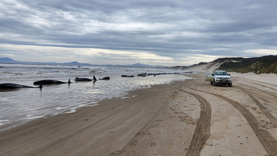 In this handout image provided by Huon Aquaculture, whales are seen beached along the shoreline on ...