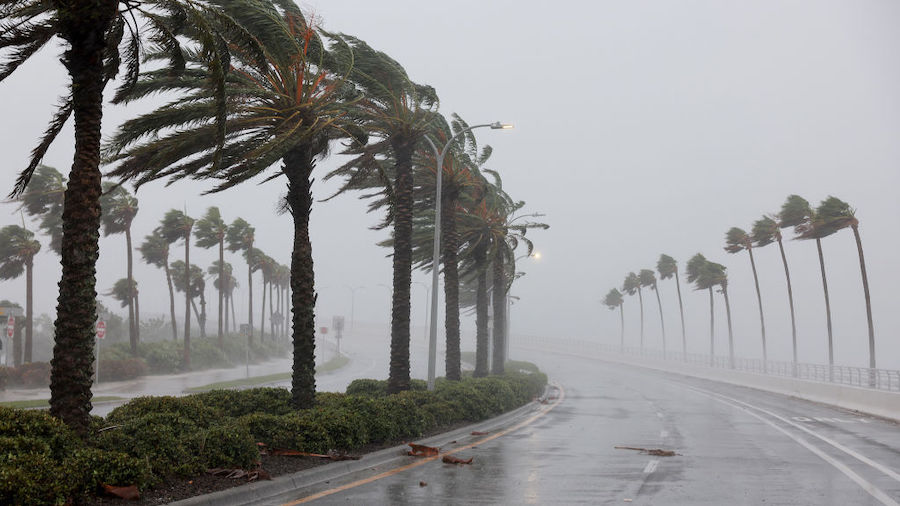 Palm trees blow in the wind from Hurricane Ian on Sept. 28, 2022, in Sarasota, Florida. Ian is hitt...