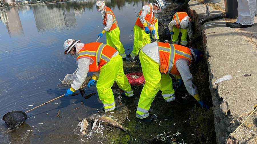 A crew removes dead fish lining the shores of Lake Merritt in Oakland on August 31. (Oakland Public...