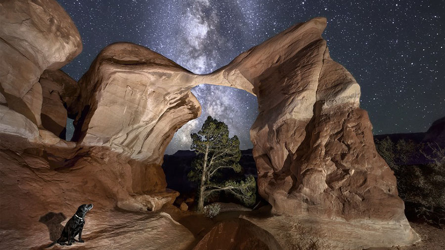Tuffy (the dog) gazing up at the Milky Way over Metate Arch in Grand Staircase-Escalante National M...