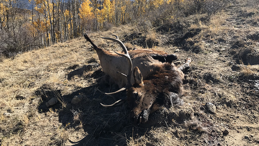 One of the elk found in Sevier County. (Utah Division of Wildlife Resources)...