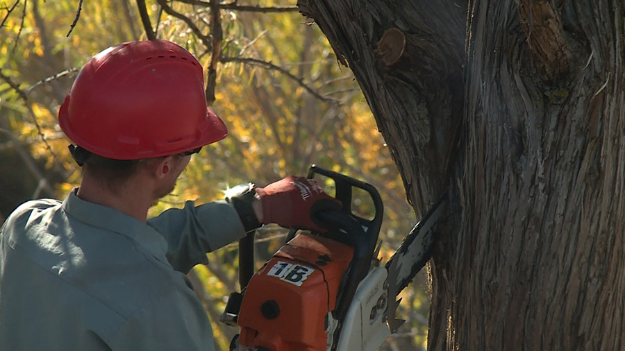 Workers begin to remove the invasive 
Russian olive trees (Mike Anderson KSL-TV)...