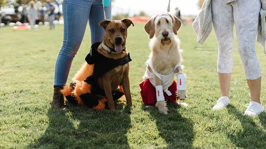 Dogs from the 2020 costume contest (LiveDAYBREAK)....