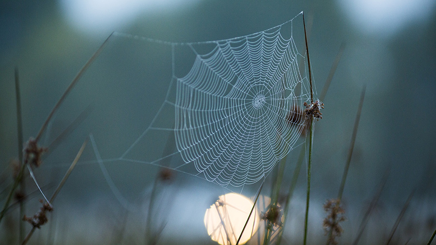 A spider's web hangs from blades of grass at dawn in Richmond Park in London, England. (Jack Taylor...