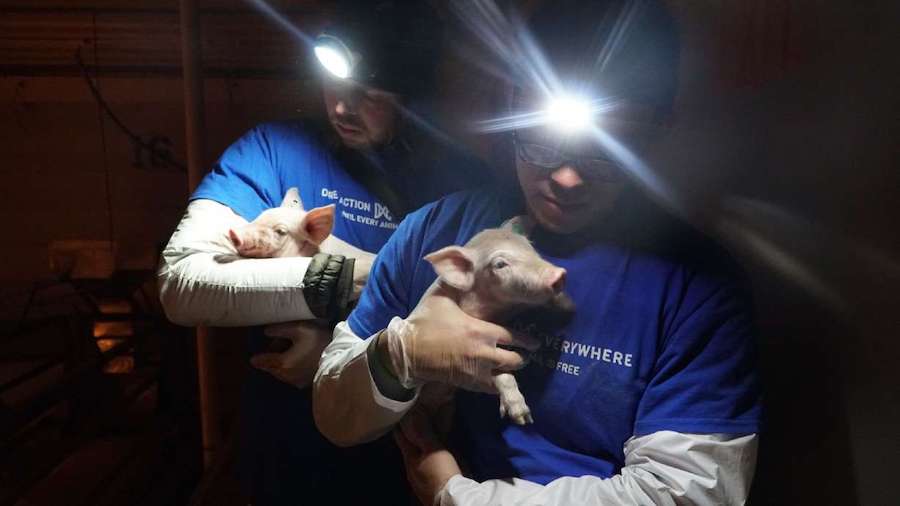 Wayne Hsiung and another investigator hold six piglets they removed from Smithfield Foods' Circle F...
