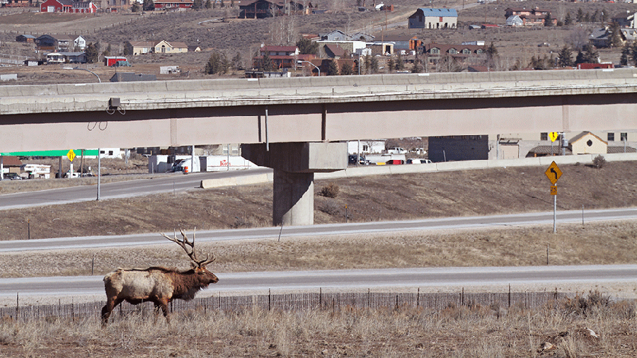 Bull elk near busy Utah roads. (Scott Root)...