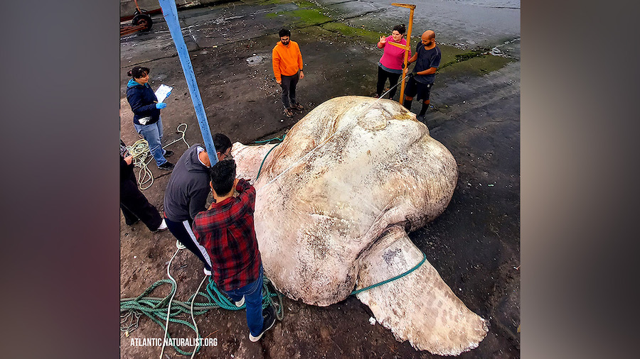 The giant sunfish was carefully lifted by a forklift so that it could be weighed and measured. (Atl...