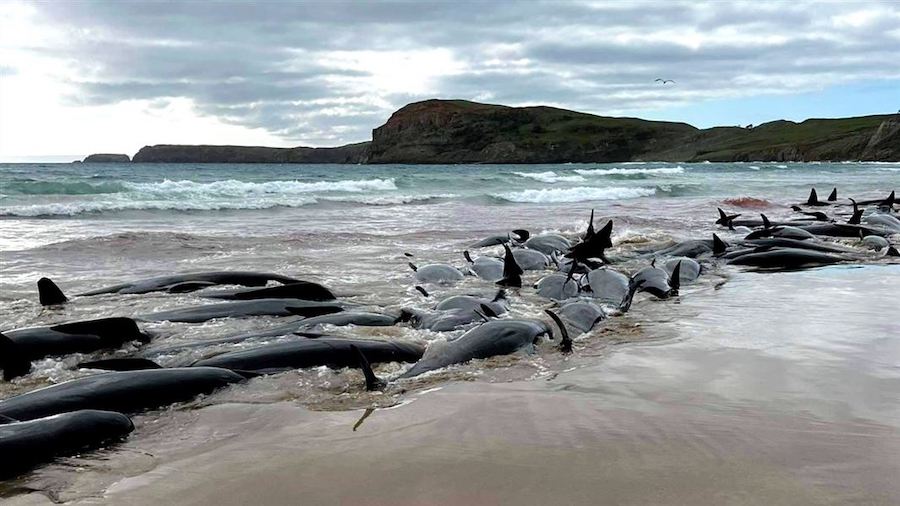 A mass strandings of pilot whales on the Chatham Islands. (New Zealand Department of Conservation)...