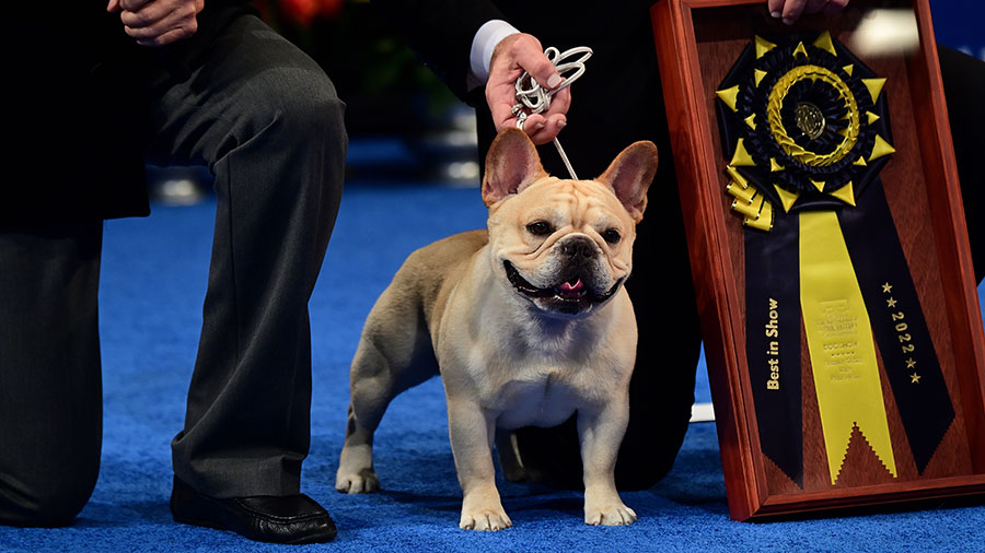 Perry Payson wins the National Dog Show with 3-year-old Winston, a French Bulldog. (Mark Makela/Get...