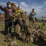 Lopburi holds its annual Monkey Festival where local citizens and tourists gather to provide a banquet to the thousands of long-tailed macaques that live in central Lopburi. 